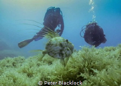 John Dory with divers in the back ground by Peter Blacklock 